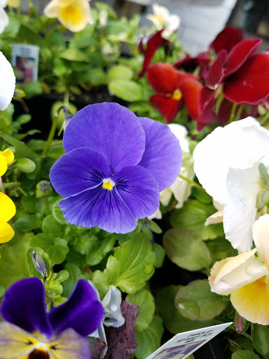 Home Improvement Store «Tractor Supply Co.», reviews and photos, 55 Crystal Ave #17a, Derry, NH 03038, USA