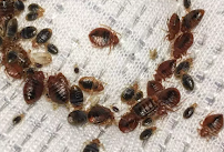 A1 Bed Bug Exterminator Cedar Rapids - Photo 2 - Car repair in Cedar Rapids, IA, Cedar Rapids