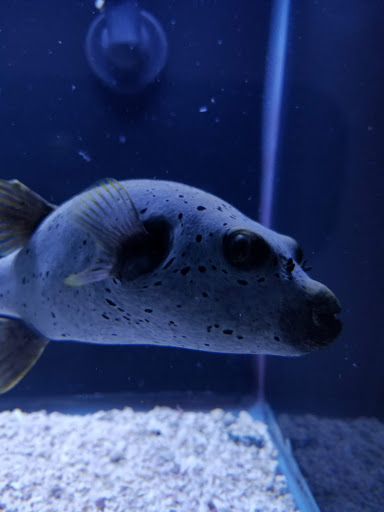 Tropical Fish Store «Beyond the Reef», reviews and photos, 205 W Golf Rd, Schaumburg, IL 60195, USA