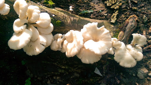 Nature Preserve «Cincinnati Nature Center», reviews and photos, 4949 Tealtown Rd, Milford, OH 45150, USA