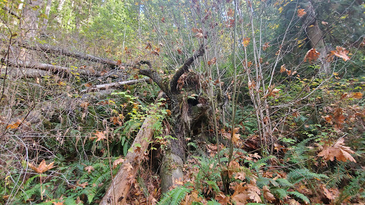 Tourist Attraction «Melmont ghost town», reviews and photos, Carbon River Rd, Carbonado, WA 98323, USA