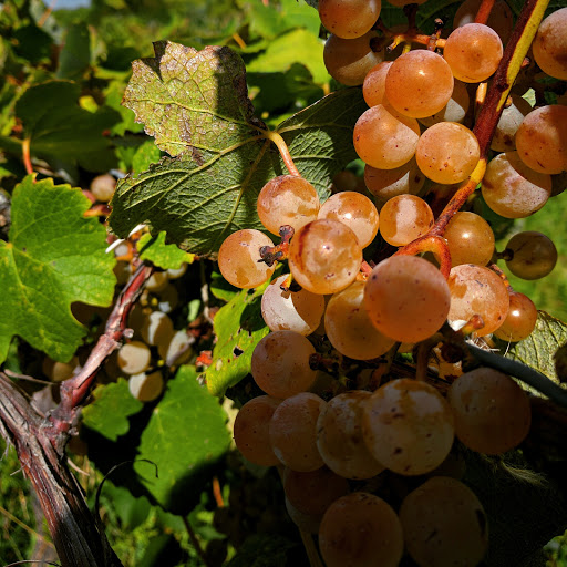 Winery «Niagara Landing Wine Cellars», reviews and photos, 4434 Van Dusen Rd, Lockport, NY 14094, USA