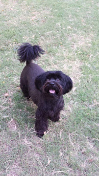 Muffin's Doggie Daycare - Photo 4 - Car repair in , Fort Worth