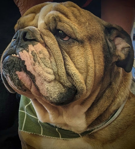 Pet Groomer «A Klassy Lassie, LLC», reviews and photos, 30 Old Jackson Rd, McDonough, GA 30252, USA