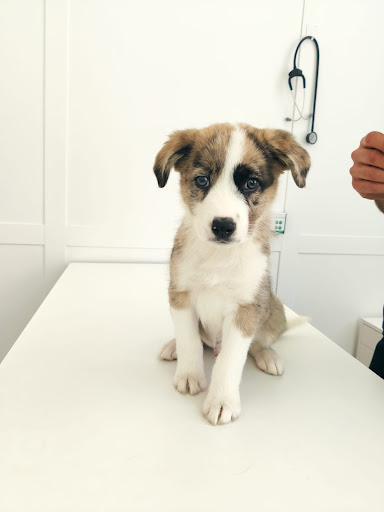 Clínica Veterinaria Proxem en Las Palmas de Gran Canaria