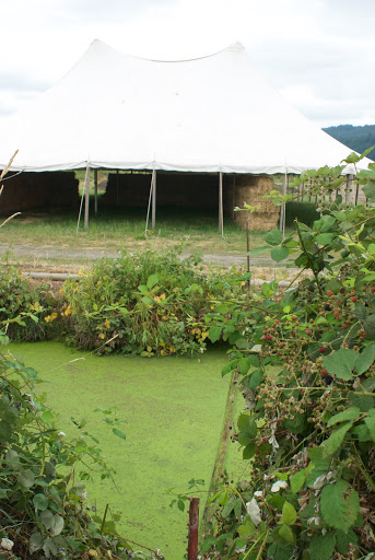 Farm «Bella Organic Farm», reviews and photos, 16205 NW Gillihan Rd, Portland, OR 97231, USA