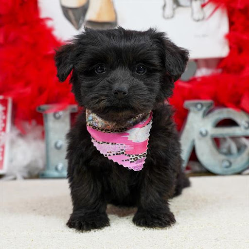 Pet Store «Pet Planet», reviews and photos, 11968 S Redwood Rd, Riverton, UT 84065, USA