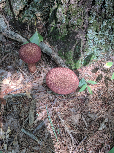 State Park «Wilson Mountain Reservation», reviews and photos, 384 Common St, Dedham, MA 02026, USA