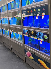 Pet Supplies Plus Smyrna - Photo 7 - Car repair in Smyrna, GA, Atlanta