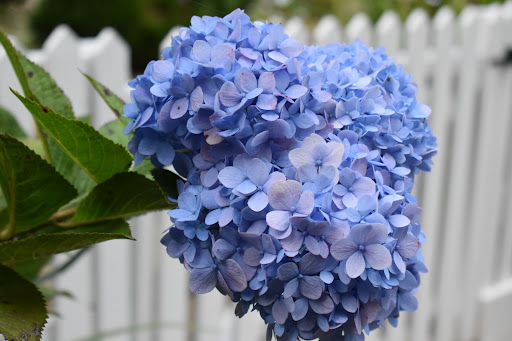 Nature Preserve «Autrey Mill Nature Preserve & Heritage Center», reviews and photos, 9770 Autrey Mill Rd, Johns Creek, GA 30022, USA