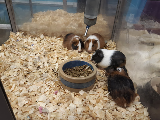 Pet Store «Fins And Feathers», reviews and photos, 222 Willow Ave, Honesdale, PA 18431, USA