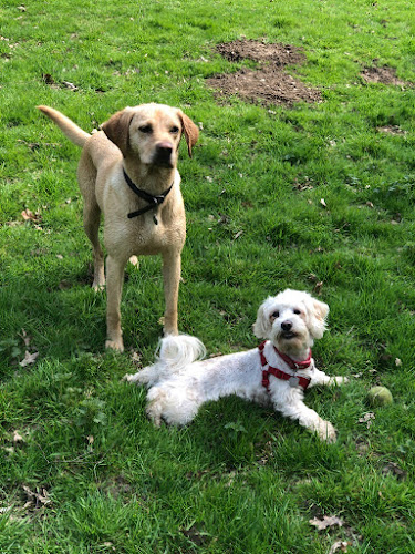 Reviews of Paws Out Dog Walking & Daycare in London - Dog trainer