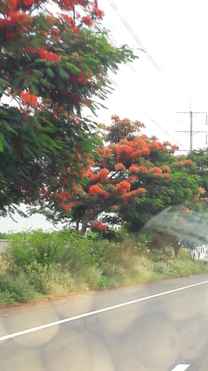 Lung Thanet Khao Man Kai