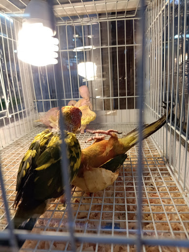 Parrot stores Bangkok