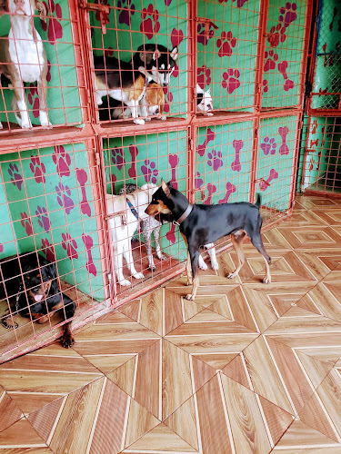 Opiniones de Doggy Bath Time en Guayaquil - Guardería