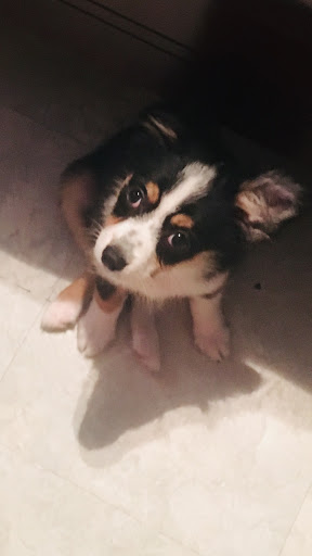 Pet Store «Pet Luv Pet Center», reviews and photos, 8057 S Cicero Ave, Chicago, IL 60652, USA