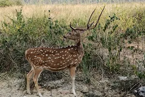 Jim Corbett National Park Uttarakhand India image