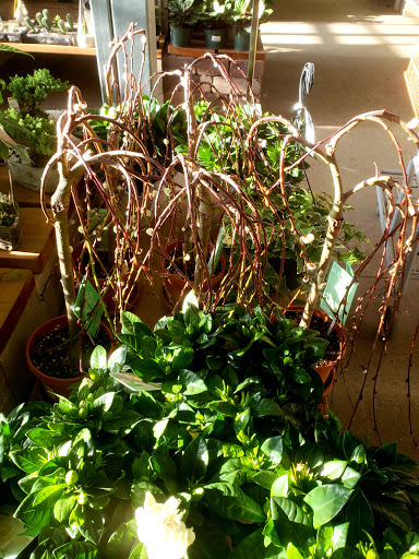 Home Improvement Store «The Home Depot», reviews and photos, 1385 7th St E, Monticello, MN 55362, USA