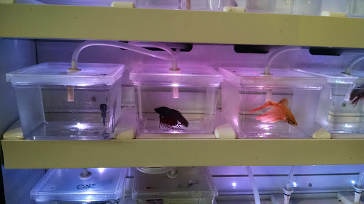 Pet Store «Critter Cabana - Wilsonville», reviews and photos, 8406 SW Main St #200, Wilsonville, OR 97070, USA