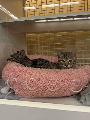 Pet Supply Store «Petco Animal Supplies», reviews and photos, 15895 Pines Blvd, Pembroke Pines, FL 33028, USA