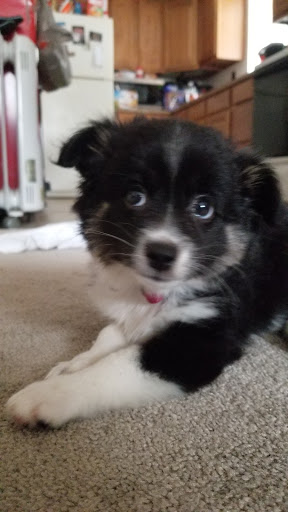 Pet Supply Store «Your Pet Experts», reviews and photos, 1665 State Hill Rd #490, Wyomissing, PA 19610, USA