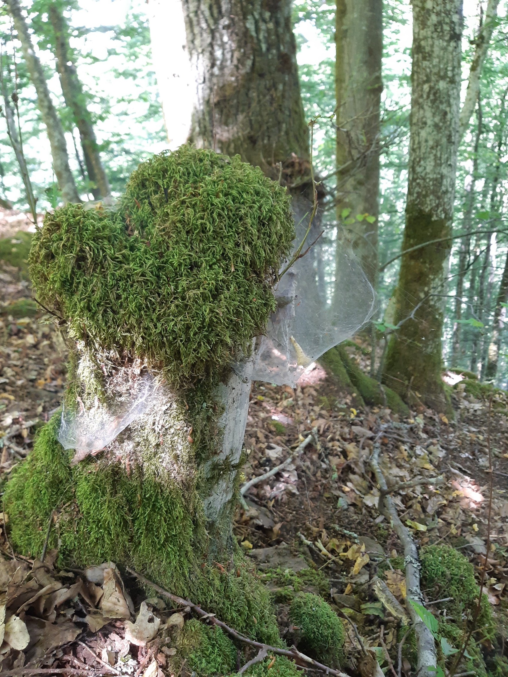 Photo n° 3 de l'avis de Rainer.i fait le 09/07/2022 à 14:49