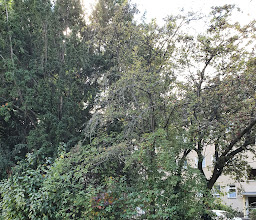 Bäumerplan photo