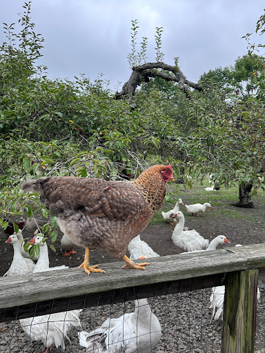 Winery «Fly Creek Cider Mill & Orchard», reviews and photos, 288 Goose St, Fly Creek, NY 13337, USA