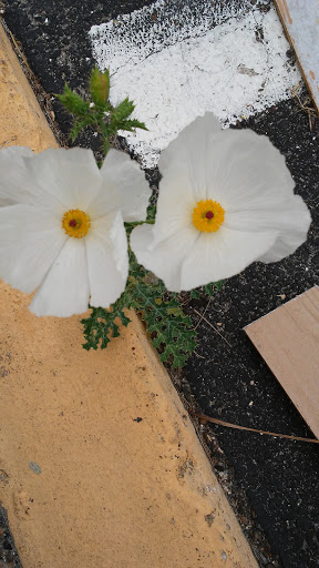 Florist «Emma Flower Shop», reviews and photos, 409 N Fuqua St, Rockport, TX 78382, USA