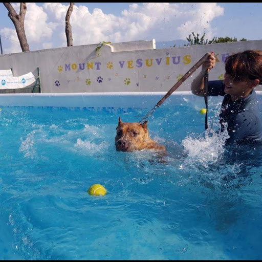 Mount Vesuvius Kennel Club