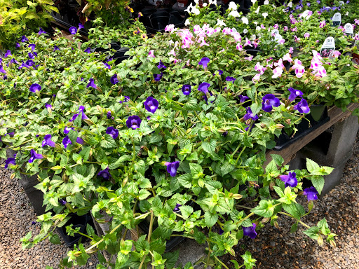 Plant Nursery «A Growing Concern Garden Center», reviews and photos, 1707 Spartanburg Hwy, Hendersonville, NC 28792, USA
