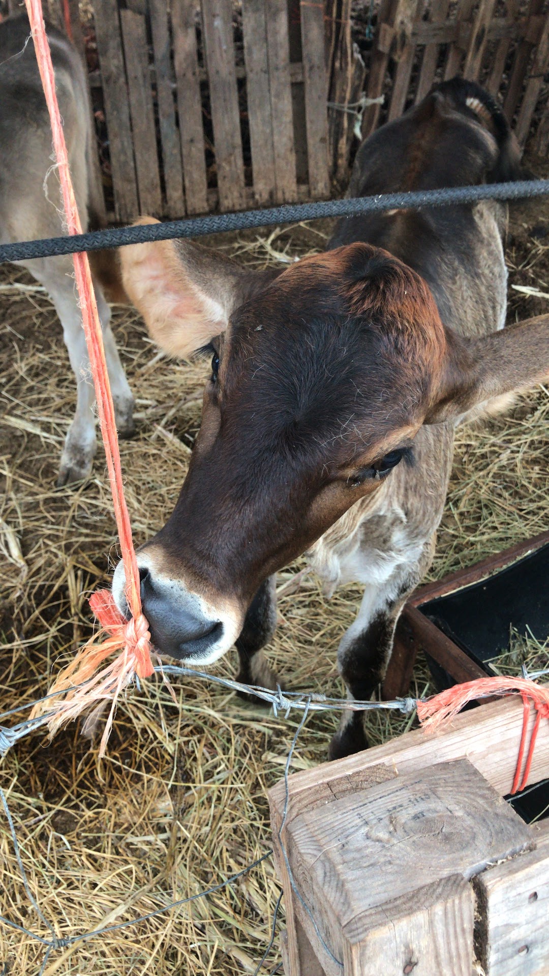 Rancho Los Profes