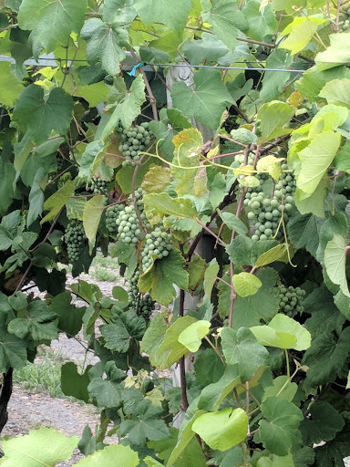 Winery «Laurita Winery», reviews and photos, 85 Archertown Rd, New Egypt, NJ 08533, USA