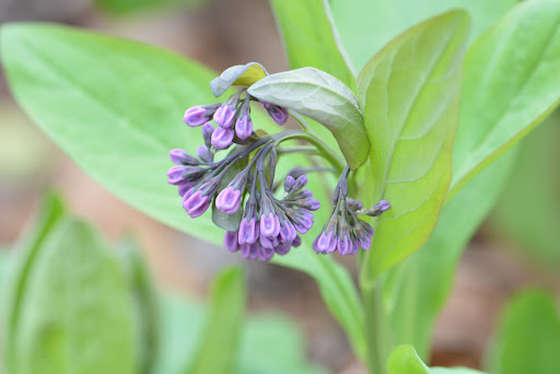 Nature Preserve «Creasey Mahan Nature Preserve», reviews and photos, 12501 Harmony Landing Rd, Goshen, KY 40026, USA