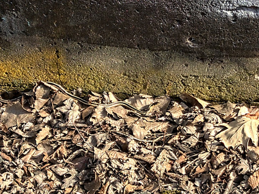 History Museum «Sibley Historic Site», reviews and photos, 1357 Sibley Memorial Hwy, Mendota Heights, MN 55120, USA