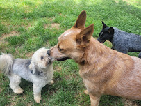 Little Critters Pet Sitters, LLC - Photo 8 - Car repair in Sunbury, OH, Columbus