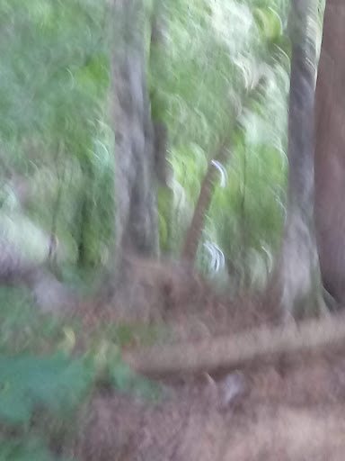 Hiking Area «Gold Branch Trail», reviews and photos, 6156 Lower Roswell Rd, Marietta, GA 30068, USA