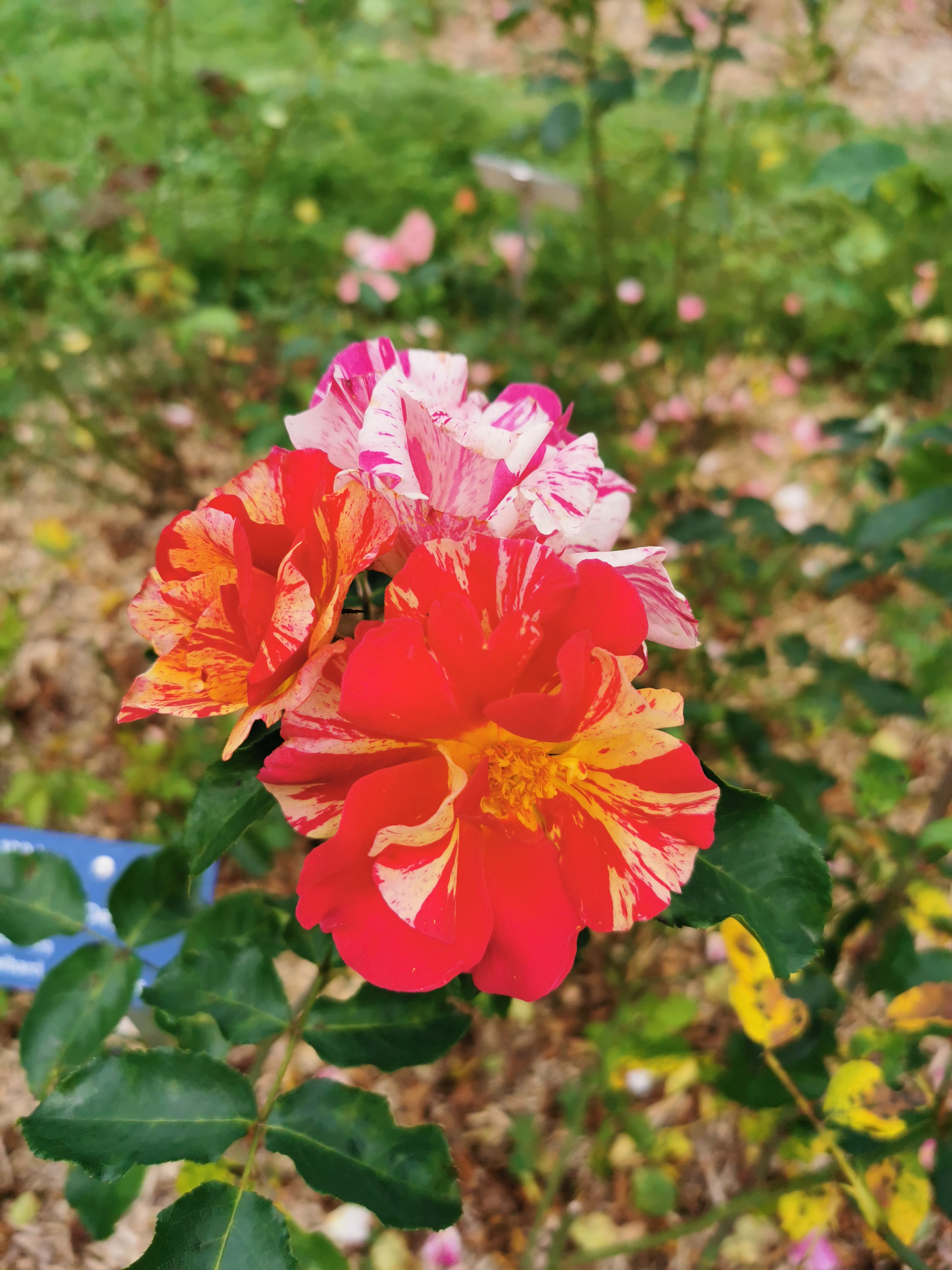Photo n° 4 de l'avis de Frederic.a fait le 11/09/2021 à 16:14