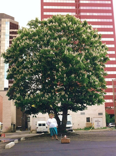 Historic Holowach Chestnut Tree (Aesculus hippocastanum)