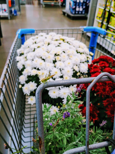 Department Store «Walmart Supercenter», reviews and photos, 6660 Godfrey Rd, Godfrey, IL 62035, USA