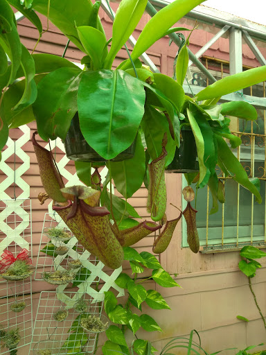 Florist «Thai-Rific Orchids Inc», reviews and photos, 5313 Gulfport Blvd S, Gulfport, FL 33707, USA