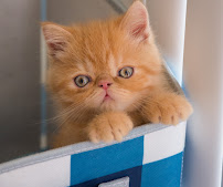 MeowLuv Cat Boarding - Woodland Hills - Photo 7 - Car repair in , Simi Valley