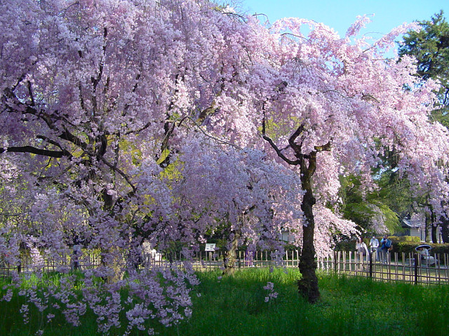 近衞邸跡の枝垂れ桜