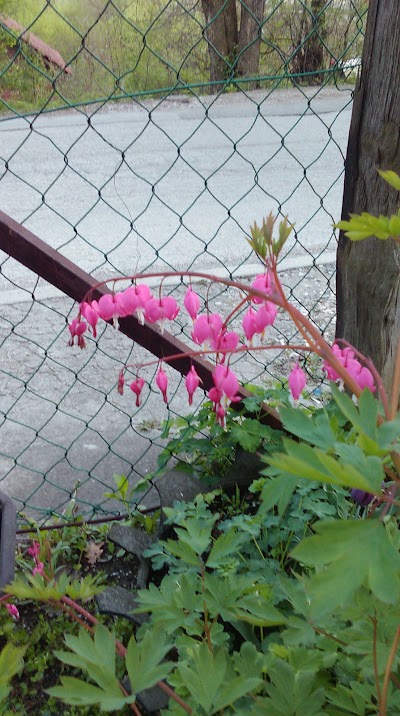 Photos of Džamija Grabovica