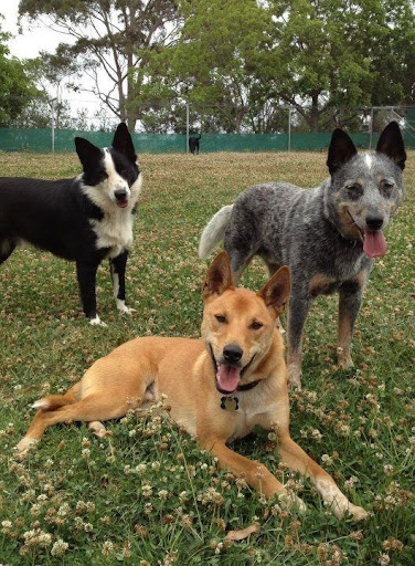 Sydney Pet Resort