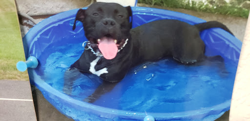 Pet Supply Store «Pet Food Express», reviews and photos, 2531 Fair Oaks Blvd, Sacramento, CA 95825, USA