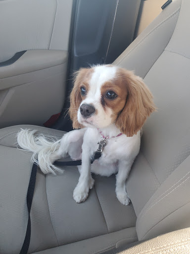 Pet Supply Store «Pet Supplies Plus», reviews and photos, 120 Sara Way, Belle Vernon, PA 15012, USA