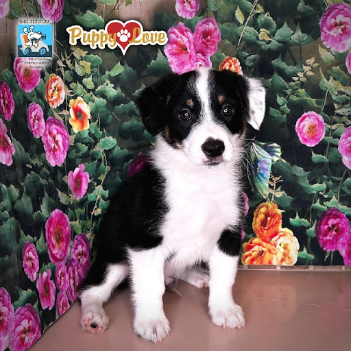 Pet Store «Puppy Love», reviews and photos, 4802 Valley View Blvd NW Uf290, Roanoke, VA 24012, USA