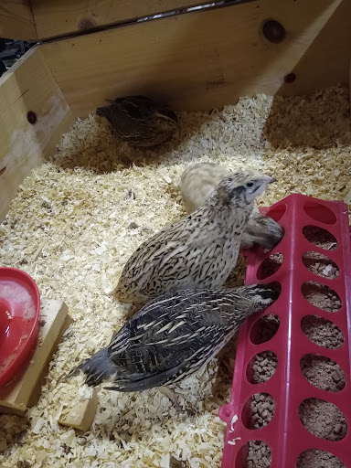 Pet Store «El Gallo Rojo Pet Shop», reviews and photos, 5901 N Armenia Ave, Tampa, FL 33603, USA