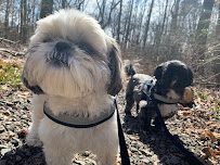Run My Dog - Photo 2 - Car repair in Alexandria, VA, Alexandria